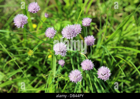 Onion fiori - vista da sopra Foto Stock