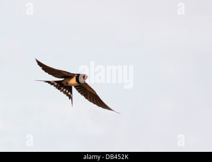 Swallow (Hirundo rustica) in volo Foto Stock