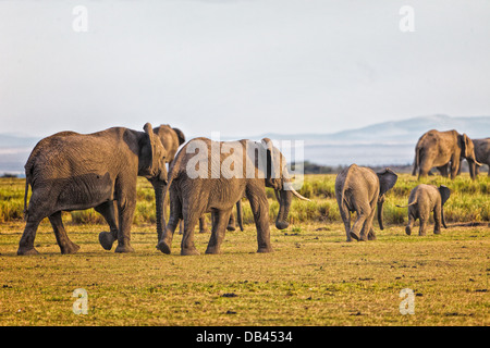 Gli elefanti africani mandria tranquillamente a piedi attraverso il masai Mara, in Kenya, Africa Foto Stock