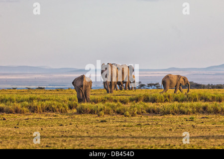 Gli elefanti africani mandria tranquillamente a piedi attraverso il masai Mara, in Kenya, Africa Foto Stock