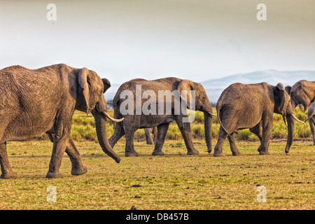 Gli elefanti africani mandria tranquillamente a piedi attraverso il masai Mara, in Kenya, Africa Foto Stock