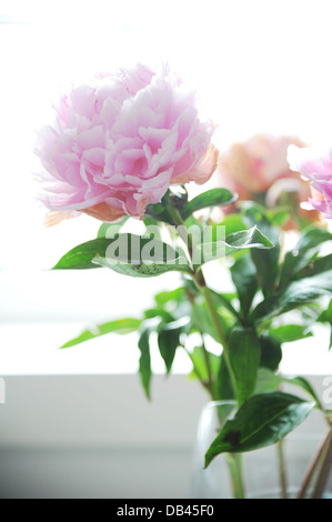 Pink peonies in a vase. Foto Stock