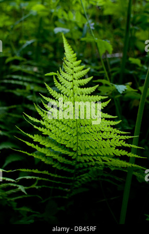 Foglie di felce in Galles Foto Stock