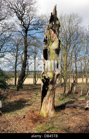 Albero morto tronco nel bosco a Haughmond Hill, vicino a Shrewsbury, Shropshire, Regno Unito Foto Stock