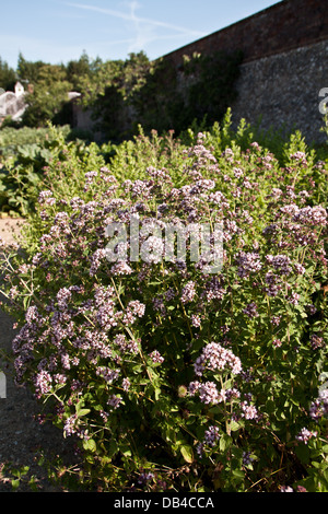 Station Wagon Bereleigh orto. Foto Stock