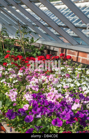 Una vecchia serra vittoriana con biancheria da letto di piante e pomodori. Foto Stock