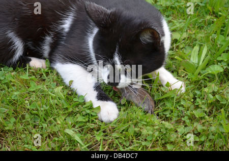 Sguardo ravvicinato sul gatto mangiando un mouse Foto Stock