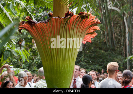 Le persone che visualizzano il cadavere di rare flower (Titan Arum) a noi giardino botanico in Washington, DC Foto Stock