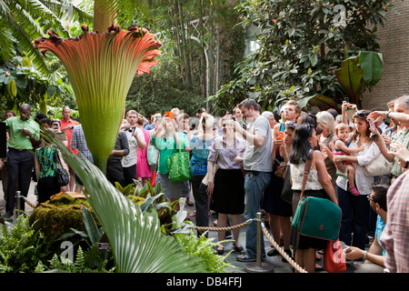 Le persone che visualizzano il cadavere di rare flower (Titan Arum) a noi giardino botanico in Washington, DC Foto Stock