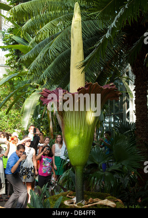 Le persone che visualizzano il cadavere di rare flower (Titan Arum) a noi giardino botanico in Washington, DC Foto Stock