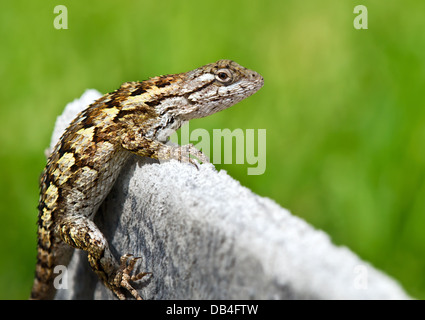 Texas lucertola spinosa (Sceloporus olivaceus) crogiolarsi in giardino. Foto Stock