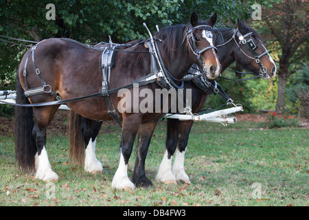 Cavalli da tiro (Clydesdale / Gelderlander cross) in imbracatura Foto Stock