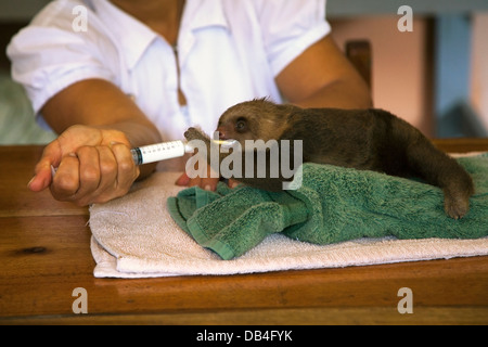 Il guardiano che allatta il bambino orfano Hoffmann con due punte (Choloepus hoffmanni) su un asciugamano nella nursery di sloth Foto Stock