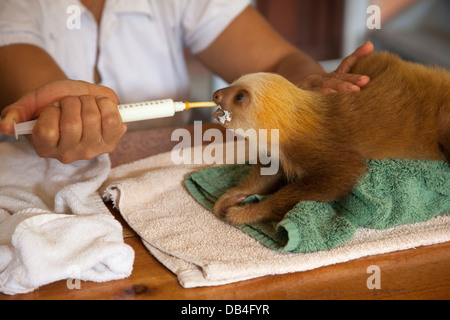 Curatore che si prende cura di un bambino orfano sloth con l'alimentazione a siringa presso il Santuario Sloth di Costa Rica (Hoffmann's Two-Toed Sloth, Choloepus hoffmanni) Foto Stock