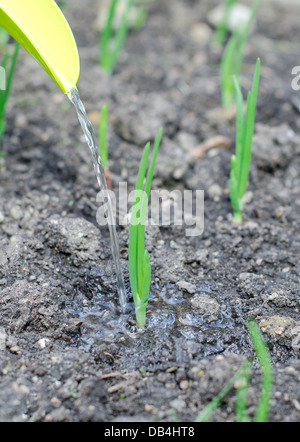 Giovane germoglio verde all'aperto di irrigazione Foto Stock