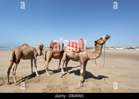 Cammelli sulla spiaggia di Asilah, Marocco Foto Stock