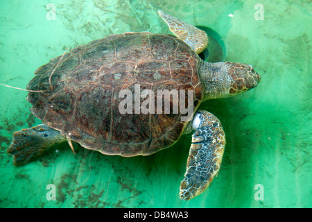 Türkei, Provinz Mugla, Dalyan, Caretta caretta Schildkröten-Krankenhaus im am Iztuzu-Strand bei der Ortschaft Gökbel Foto Stock