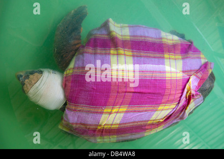 Türkei, Provinz Mugla, Dalyan, Caretta caretta Schildkröten-Krankenhaus im am Iztuzu-Strand bei der Ortschaft Gökbel Foto Stock