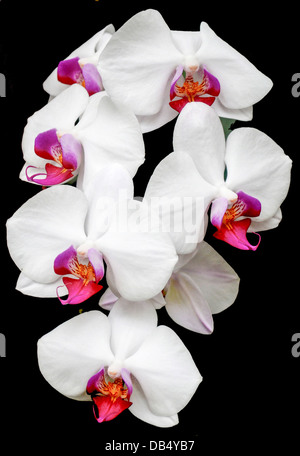 Fioritura di orchidee bianche su sfondo nero Foto Stock