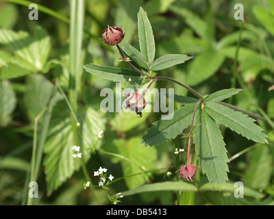 Purple marshlocks / Potentilla palustris / Sumpf-Blutauge Foto Stock