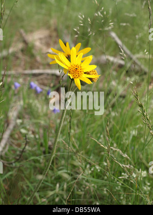 Leopard's Bane, lupo's bane, montagna tabacco, arnica / Arnica montana / Echte Arnika Foto Stock