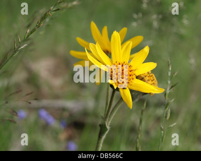 Leopard's Bane, lupo's bane, montagna tabacco, arnica / Arnica montana / Echte Arnika Foto Stock