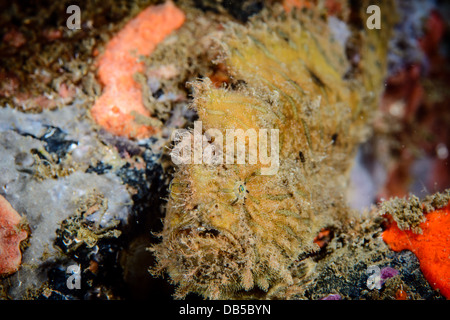 Un peloso o Rana pescatrice Rana pescatrice striato ( antennarius striati ) da Lembeh strait, Indonesia Foto Stock