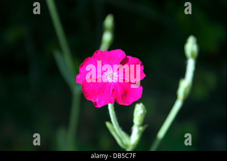 ROSE CAMPION, Lychnis coronaria, rosa, MULLEIN MULLEIN rosa polveroso Miller, BLOODY WILLIAM, rosso d'uccello, mais ROSE. Foto Stock