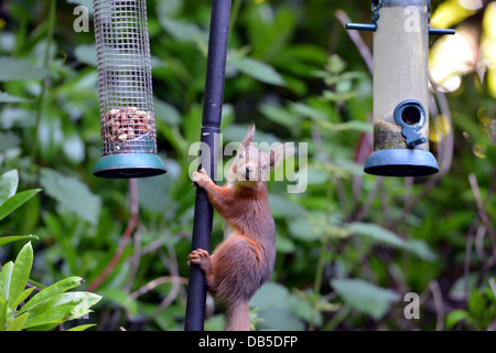 Scoiattolo rosso Sciurus vulgaris in giardino, Dumfries and Galloway Foto Stock