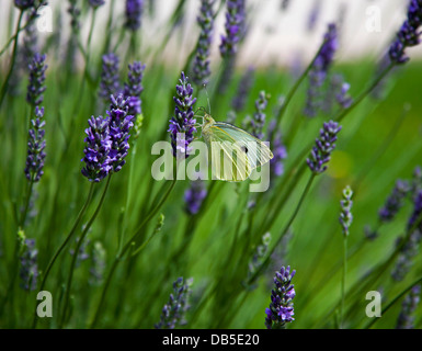 Il cavolo bianco butterfly (Sarcococca rapae) maschio lavanda Foto Stock