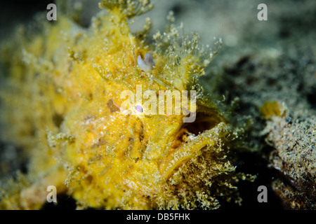 Un peloso o Rana pescatrice Rana pescatrice striato ( antennarius striati ) da Lembeh strait, Indonesia Foto Stock