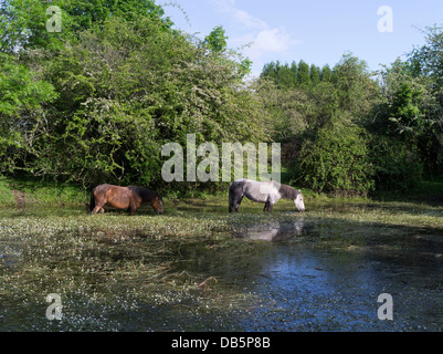 dh NEW FOREST HAMPSHIRE Gran Bretagna cavallo pony pascolo in comune terra villaggio stagno coppia cavalli pony inghilterra Foto Stock