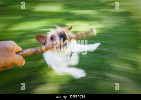 Punto di vista colpo di un piccolo cane che è bitting e appeso su una memory stick e di essere filata intorno dal fotografo. Foto Stock