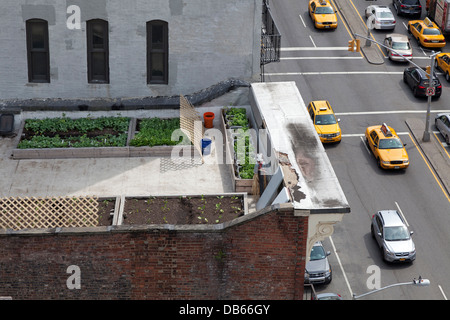 Giardino vegetale su un tetto in New York City Foto Stock