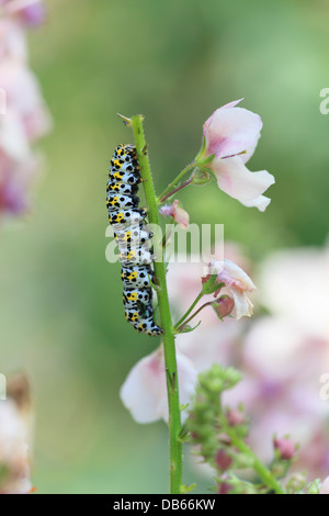 Mullein moth caterpillar sul molène flower spike Foto Stock