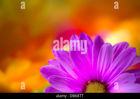 Coloratissimi fiori viola Withe giallo & Fiori arancione al di fuori della Messa a fuoco in background Foto Stock