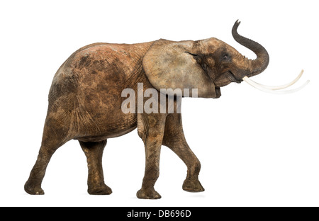 Vista laterale di un elefante africano Loxodonta africana, sollevando il suo tronco contro uno sfondo bianco Foto Stock