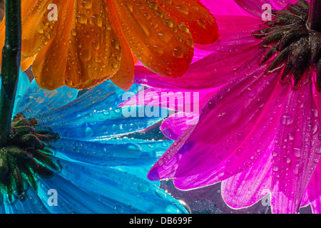 La parte inferiore del bagnato colorati fiori a margherita Foto Stock