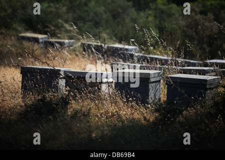 Alveari di Puremiel, miele di una azienda che produce materie organiche di miele, nel Los Parco naturale de los Alcornocales Foto Stock