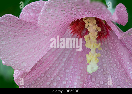 Rosa di Sharon fiore dettaglio dopo una pioggia di estate Foto Stock