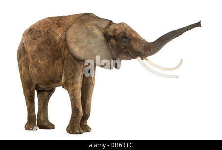 Vista laterale di un elefante africano Loxodonta africana, sollevando il suo tronco contro uno sfondo bianco Foto Stock