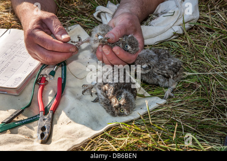 Bird squillo suoneria Civetta (Athene noctua) owlets con anelli di metallo sulle gambe in primavera Foto Stock