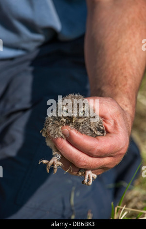 Suoneria di uccelli holding inanellato Civetta (Athene noctua) owlet nastrare con anello di metallo sulla gamba in primavera Foto Stock