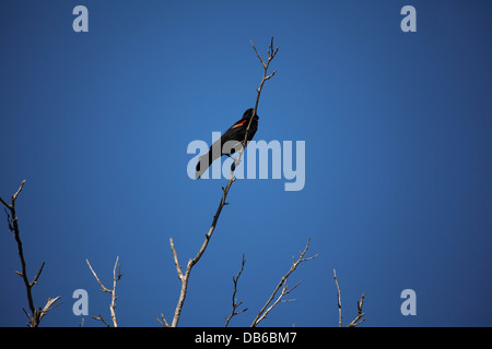 Ala Rossa blackbird sul ramo. Foto Stock