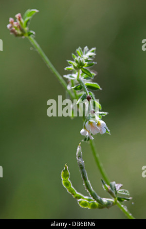 Bird's-piede / Little White Bird's-piede / Wild serradella (Ornithopus perpusillus) in fiore Foto Stock