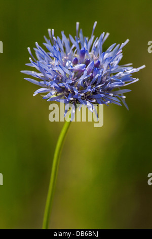 Close up di pecora Bit / pecore Scabious (Jasione montana) in fiore Foto Stock