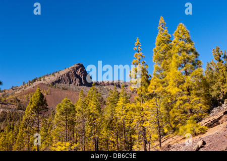 Escursione per Paisaje Lunar vicino a Vilaflor, Tenerife, Isole Canarie, Spagna Foto Stock