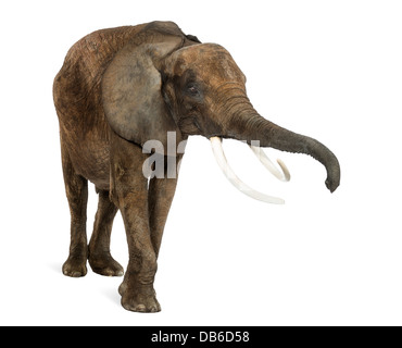 Elefante africano Loxodonta africana, sollevando il suo tronco contro uno sfondo bianco Foto Stock