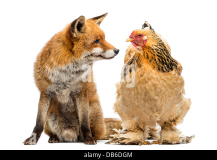 Red Fox, Vulpes vulpes, guardando Hen contro uno sfondo bianco Foto Stock