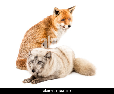 Red Fox, Vulpes vulpes, seduta accanto alla volpe artica, Vulpes lagopus, che giace contro uno sfondo bianco Foto Stock